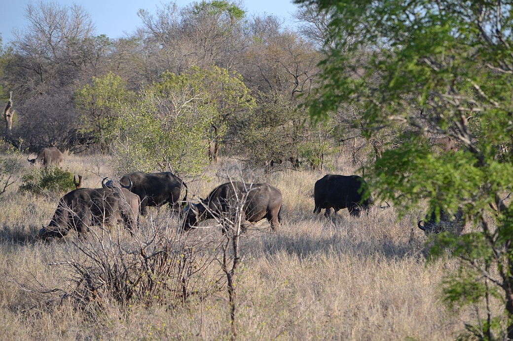 Afrikansk Buffel